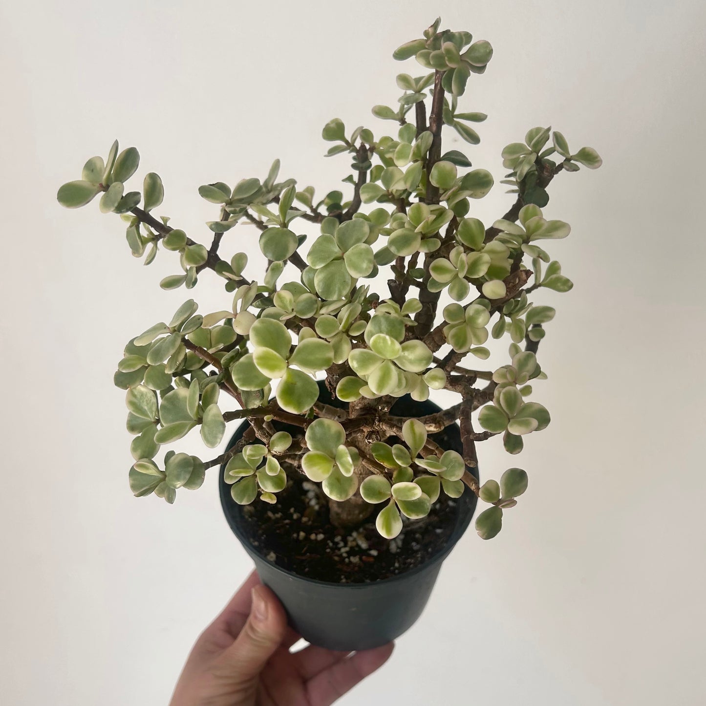 Variegated Elephant Jade PREFINISHED Bonsai Tree  (Portulacaria Afra) 4"pot