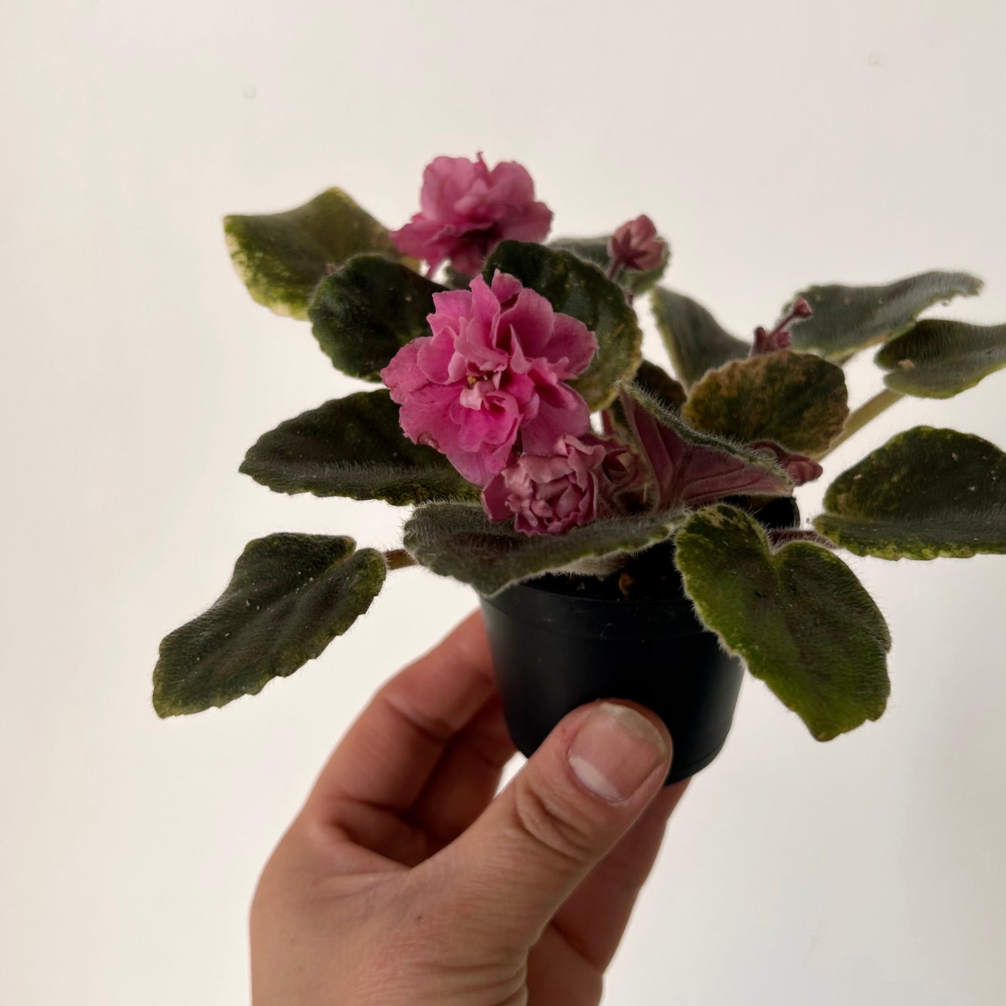 Variegated african violet (saintpaulia) 2.5” pot