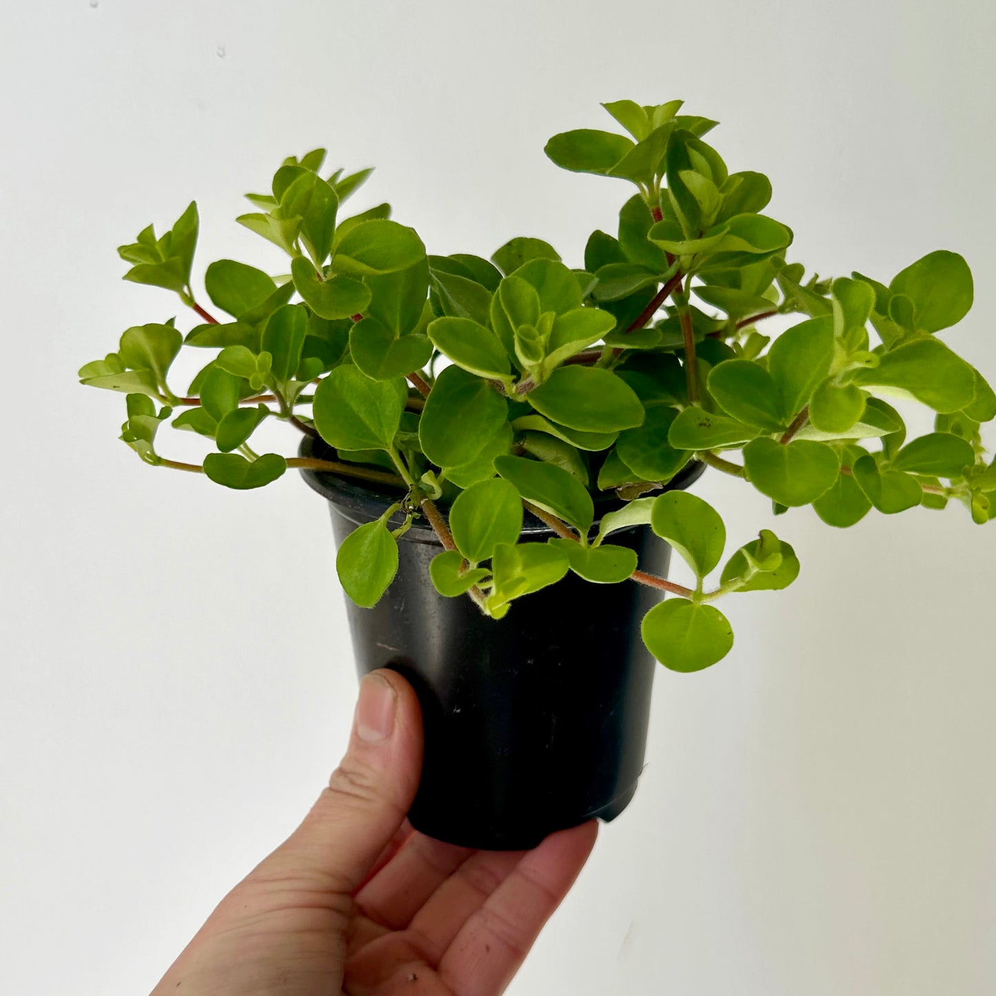 Peperomia Rotundifolia (Creeping Button Plant) 3.5” pot