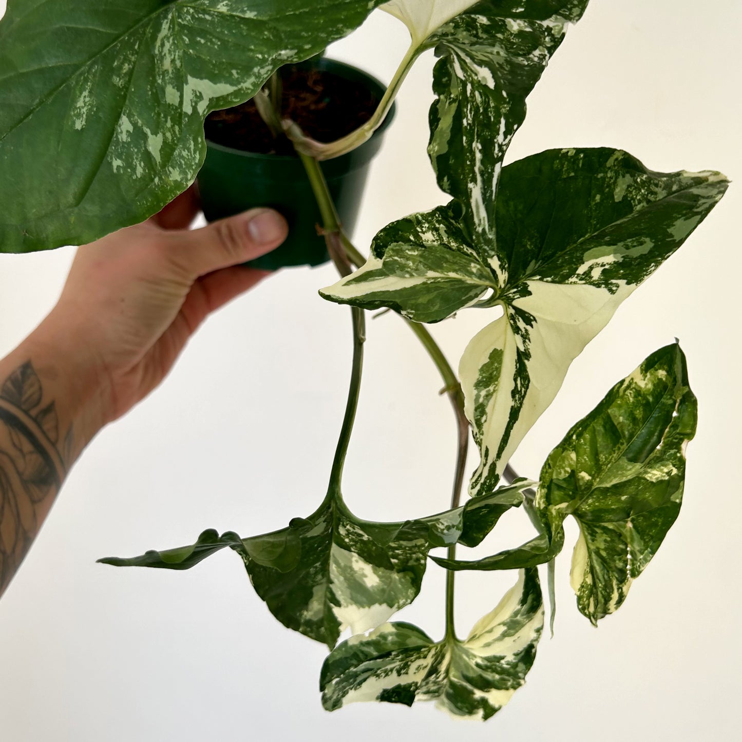 Variegated Syngonium Podophyllum Albo 6” pot