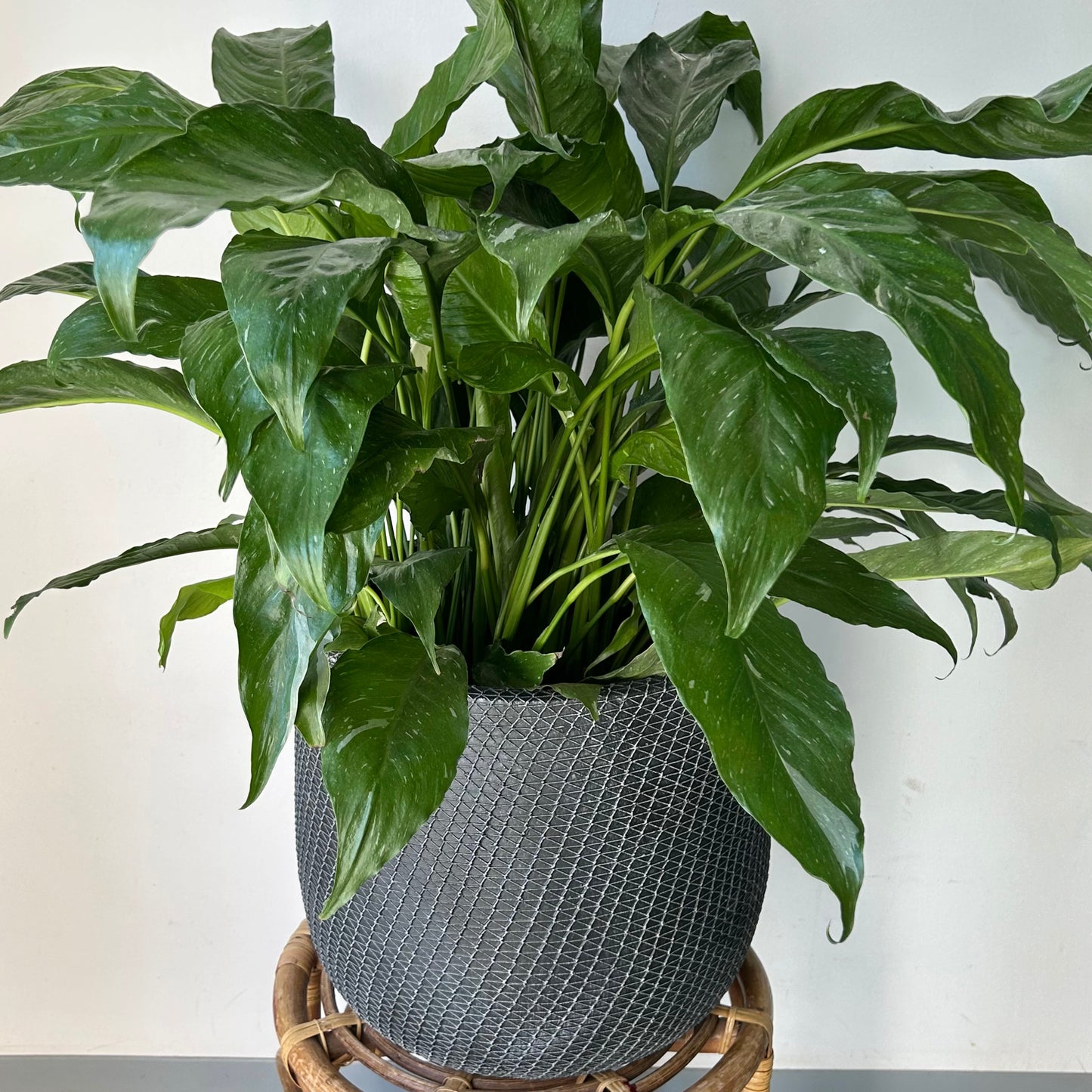 COMET Decorative Cement Pot (available in 3 sizes)