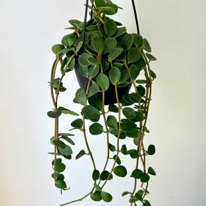 Peperomia tetraphylla “Hope" 6” hanging basket