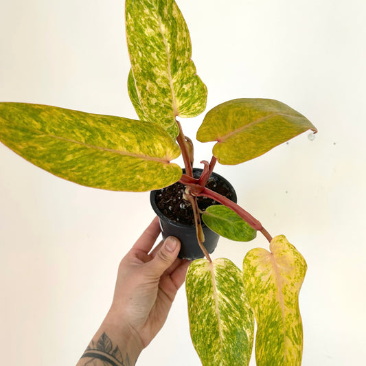 Philodendron "Painted Lady" 3.5”pot