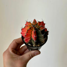 Load image into Gallery viewer, Variegated Moon Cactus (Gymnocalycium mihanovichii variegata) 2.5” pot
