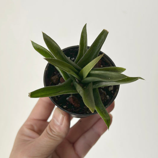 Aloe "Black Gem" 2.5”pot