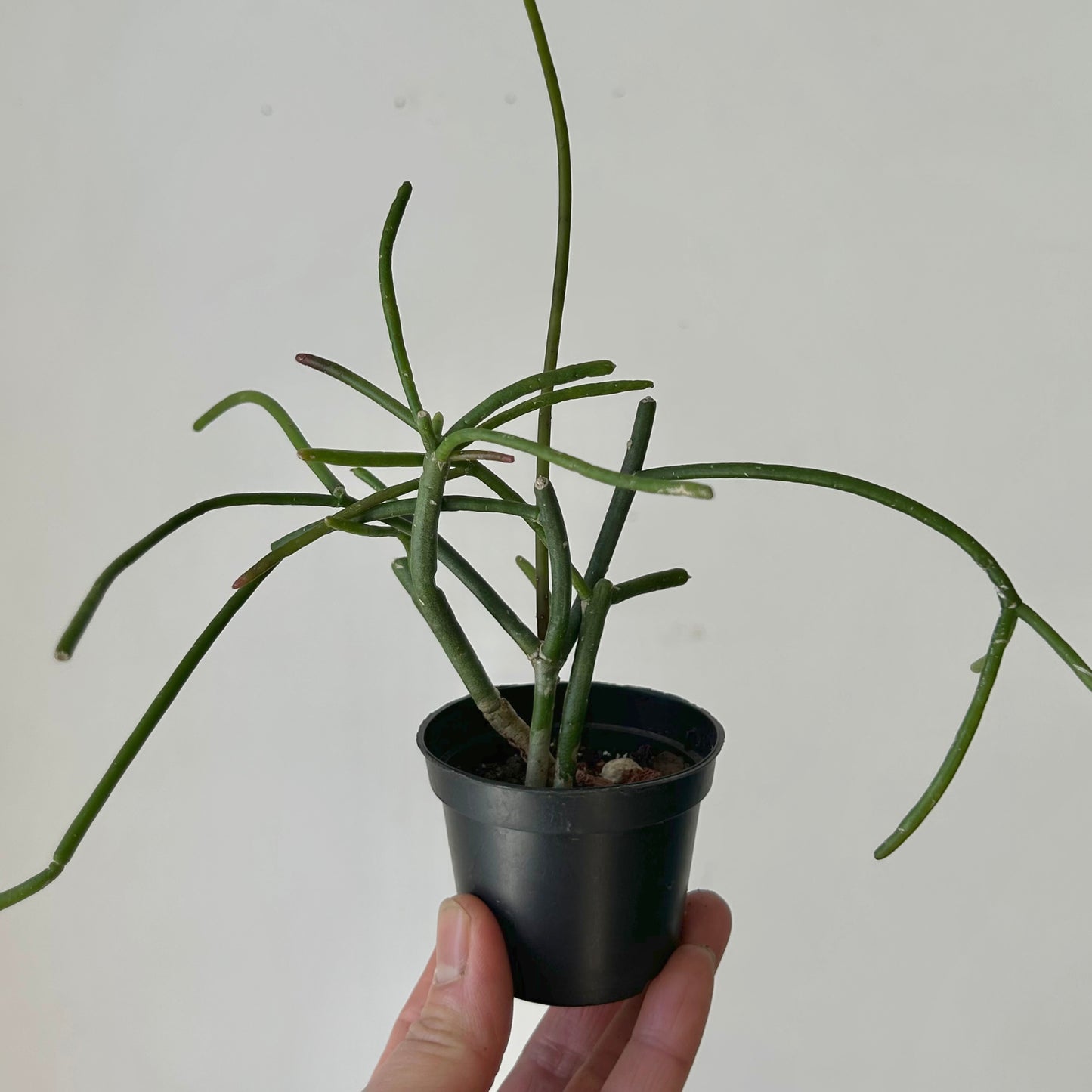 Rhipsalis baccifera mauritiana 2.5”pot