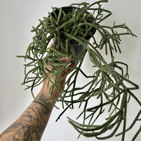 Hairy-Stemmed Rhipsalis (pilocarpa) 5” pot