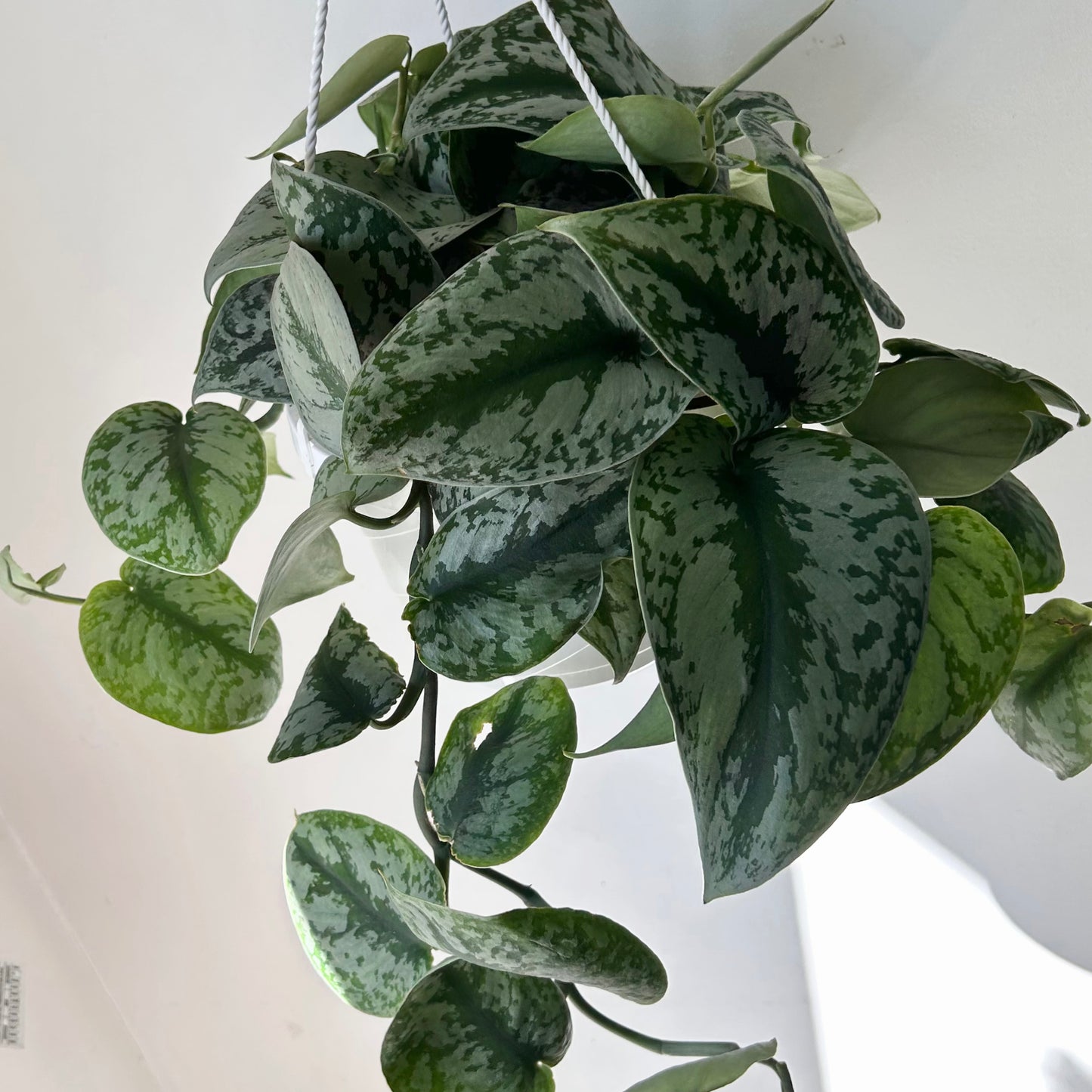 Scindapsus pictus “Exotica” 8” Hanging Basket