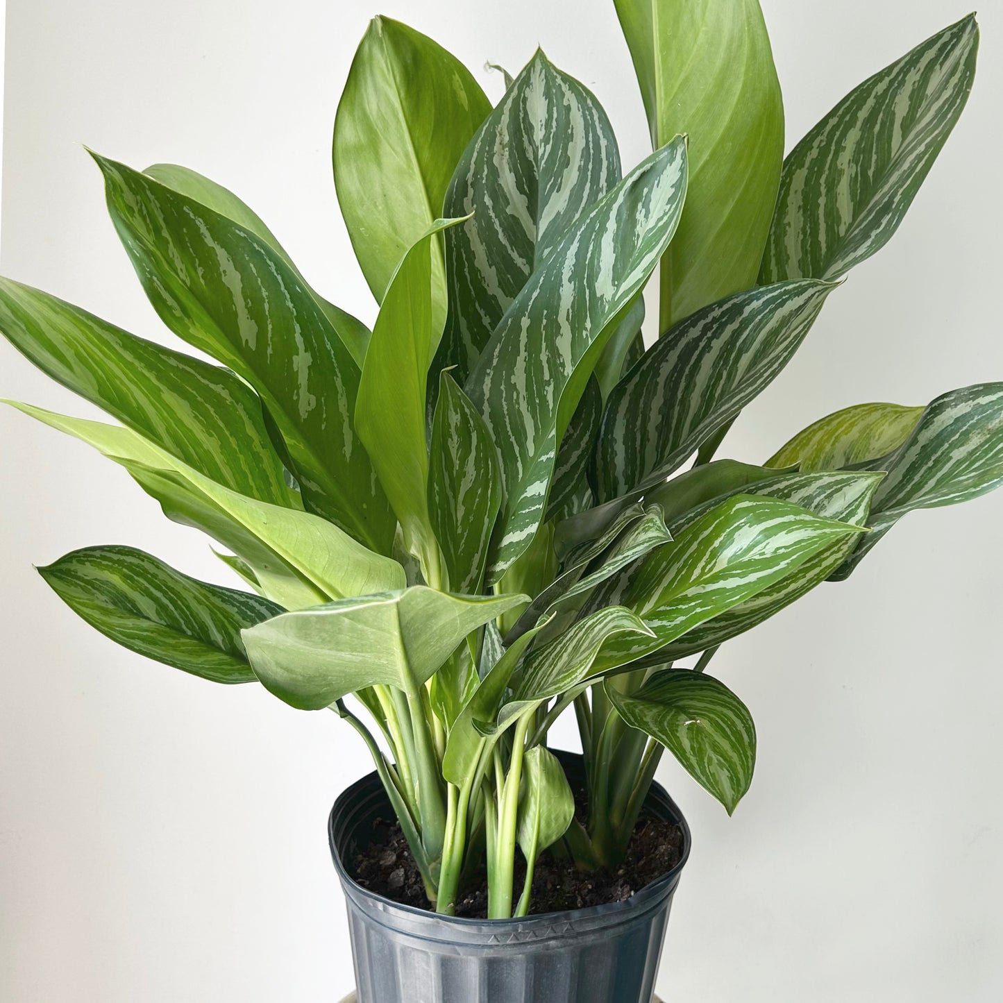 Aglaonema ‘Stripes’ approximately 3 ft tall in 10” pot