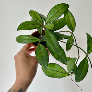Hoya Crassipetiolata 3”pot
