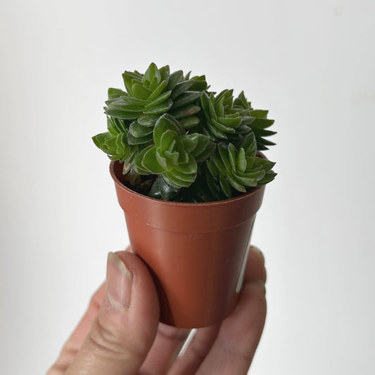 Crassula spiralis 2” pot