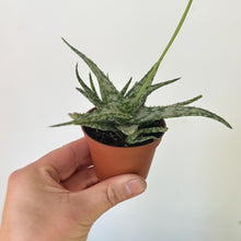 Load image into Gallery viewer, Aloe “Snowflake” 2.5” pot
