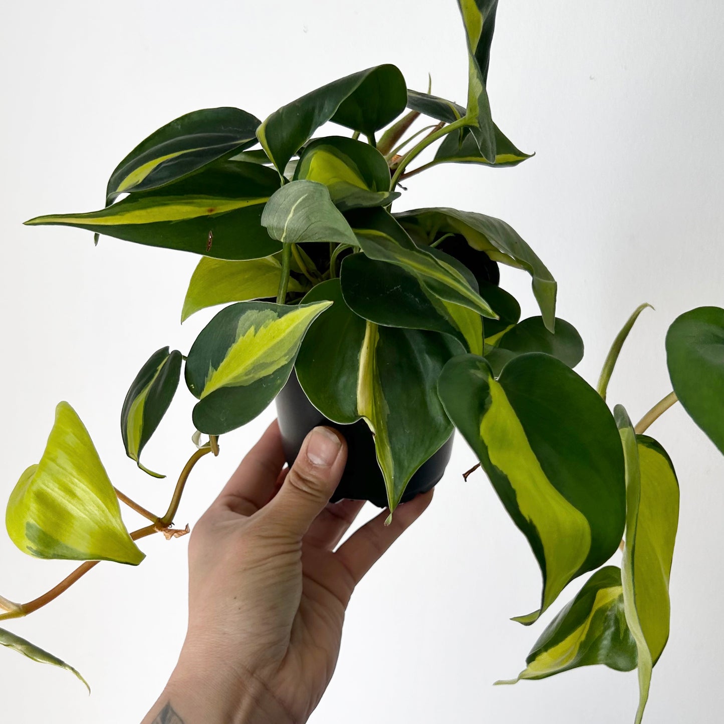 Philodendron  “Brazil” 4”pot