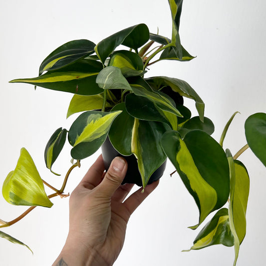 Philodendron  “Brazil” 4”pot