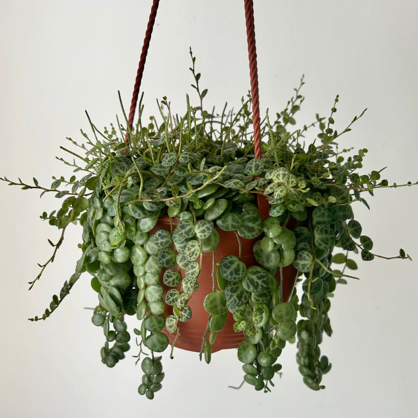 String of Turtles (Peperomia Prostrata) 6” hanging basket