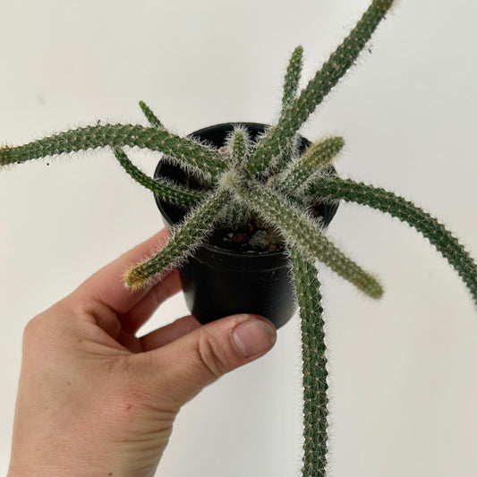 Rat Tail Cactus (Aporocactus flagelliformis )2.5”pot