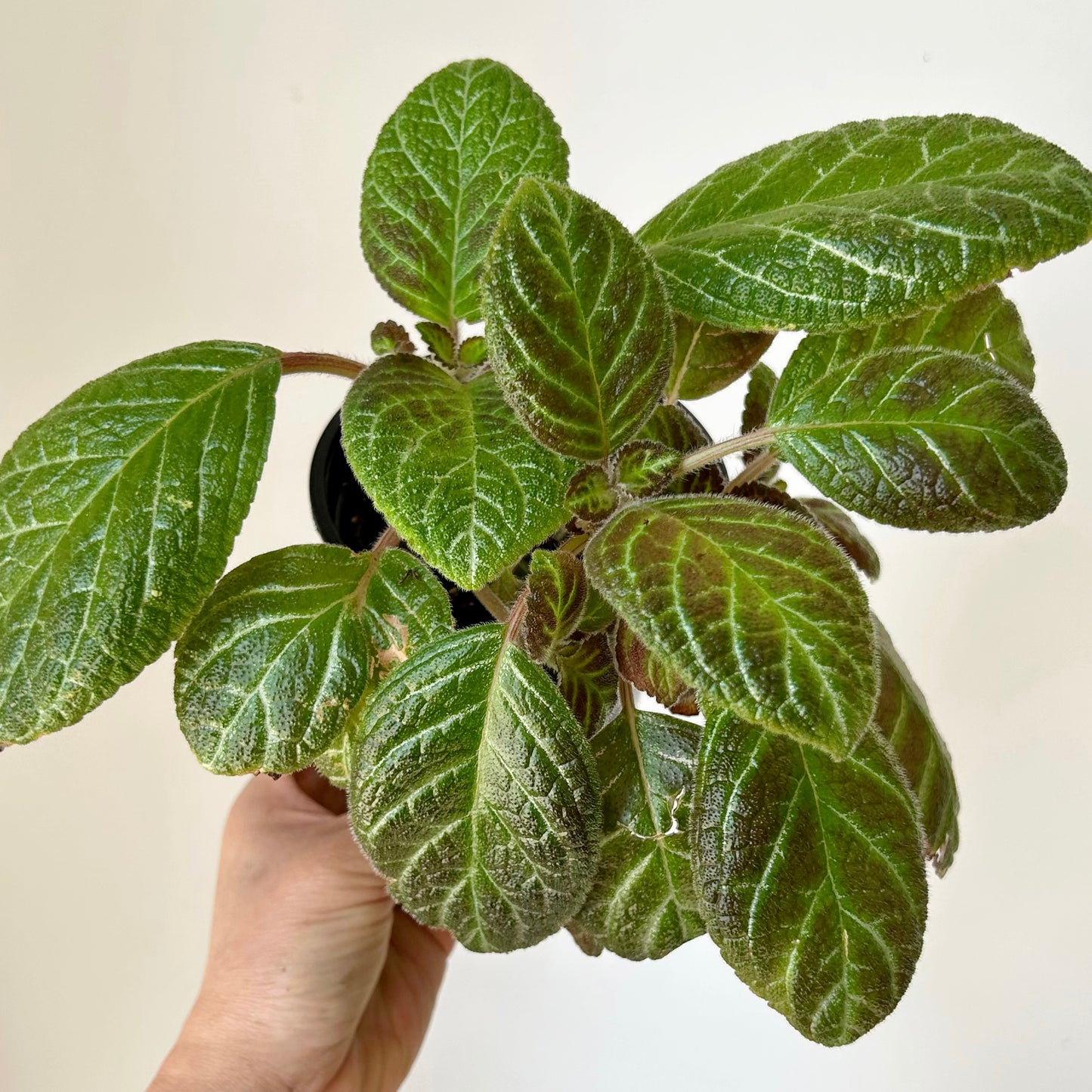 Episcia Green 4”pot
