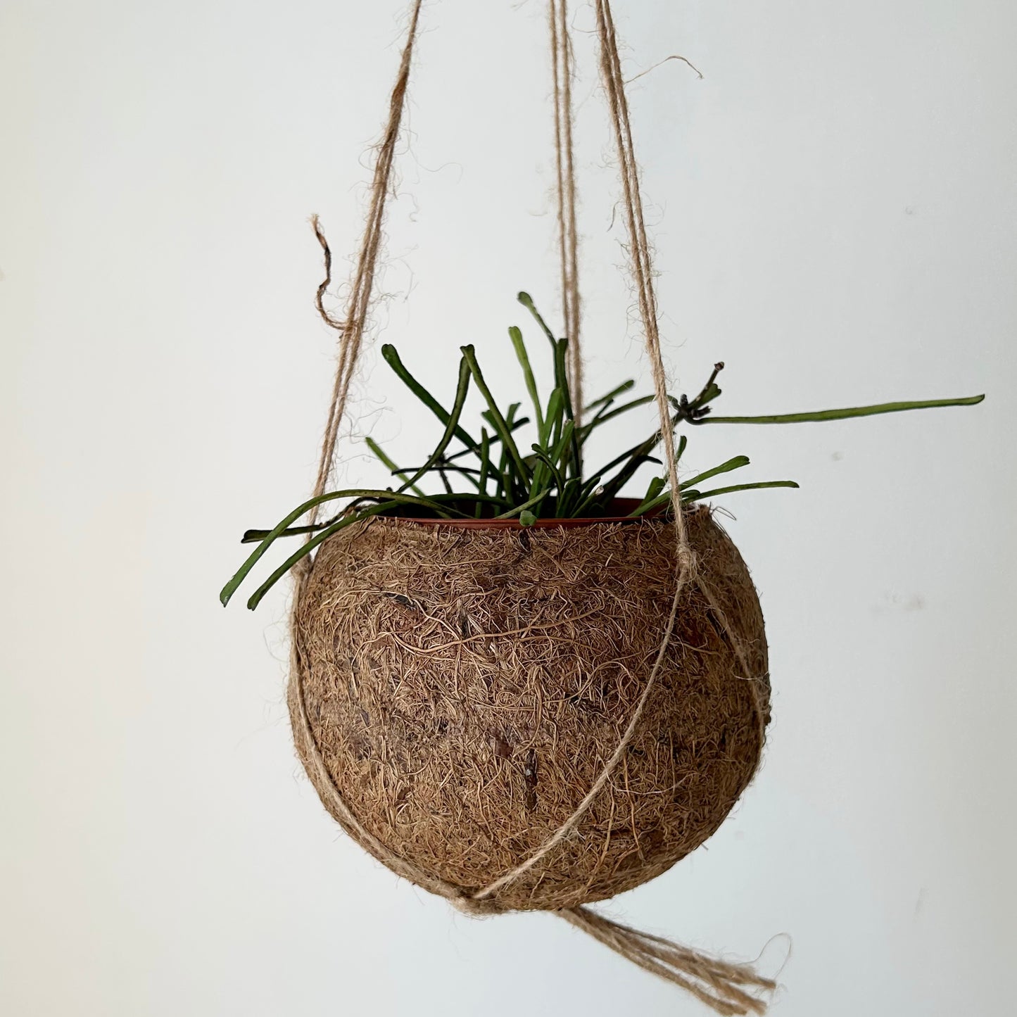 Suspended Kokedama Sphere (Plant included)