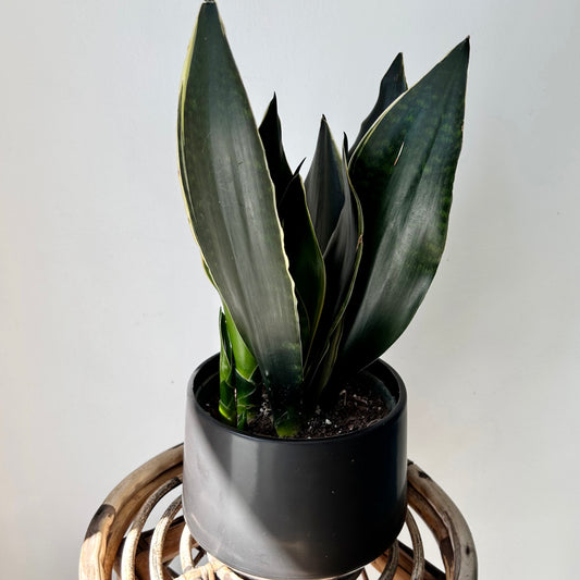 Sansevieria trifasciata “Fabi” 6” pot
