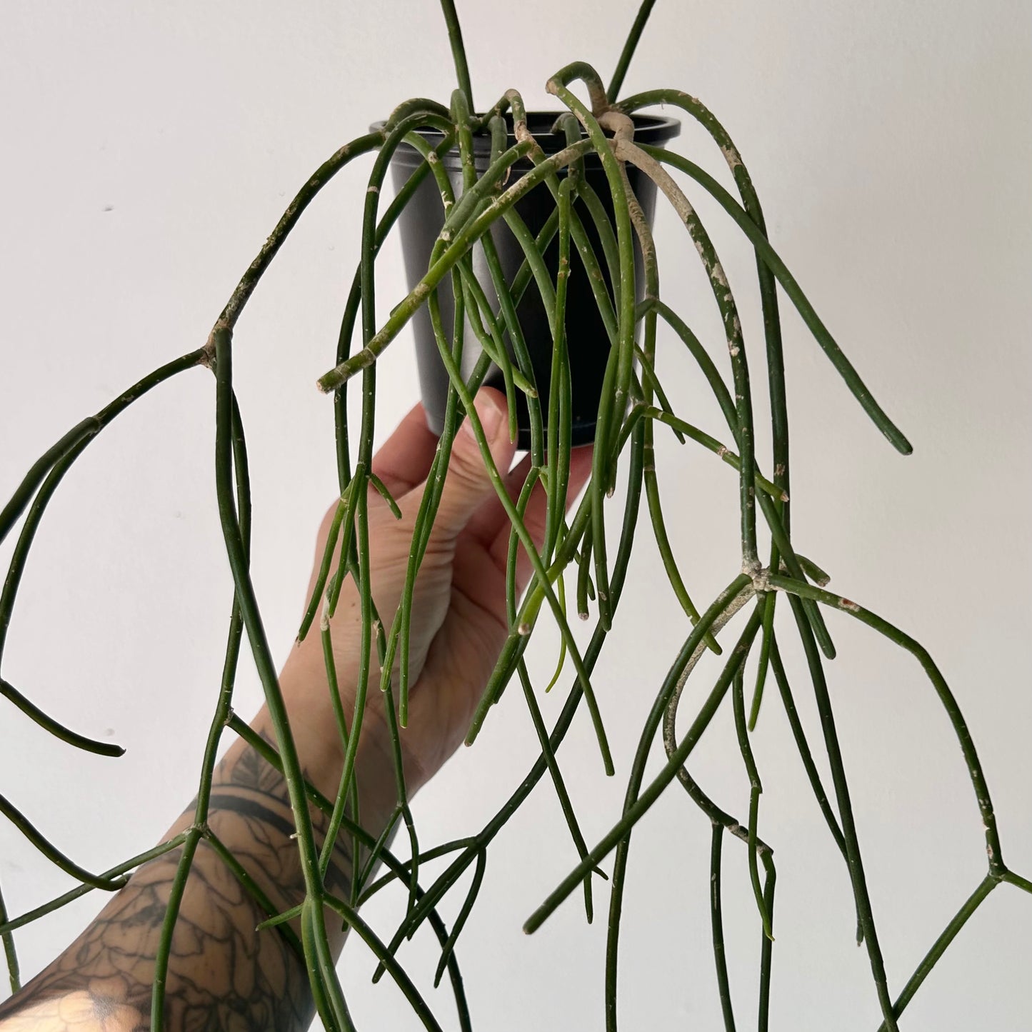Rhipsalis floccosa 3.5”pot