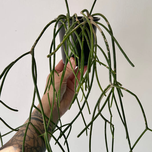 Rhipsalis floccosa 3.5”pot