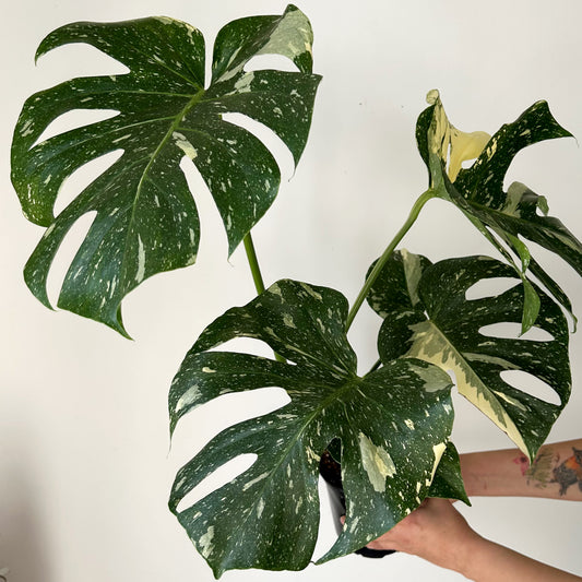 Monstera “Thai Constellation" 6” pot