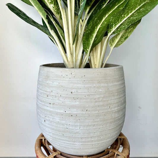 BEX Modern Decorative Cement Pot (available in two sizes).