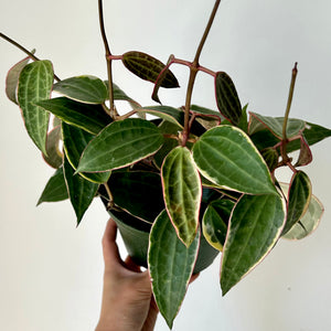 Hoya Macrophylla 6” pot