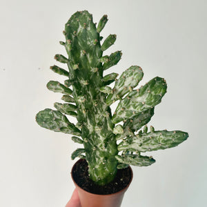 Opuntia Variegated “Joseph’s Coat” 3.5”pot