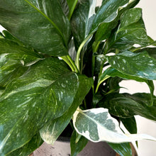 Load image into Gallery viewer, Variegated Peace Lily “Domino” approximately 2ft tall in 6” pot
