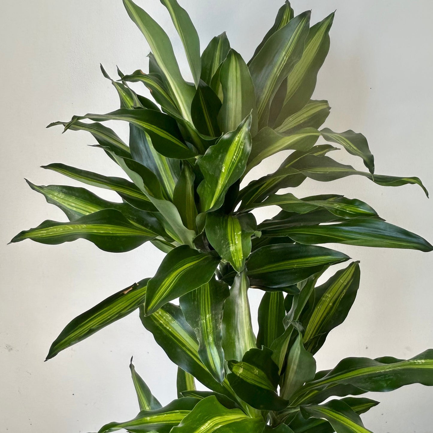 Dracaena fragrans ‘Cintho’ 8” approximately 3 ft tall in 8”pot