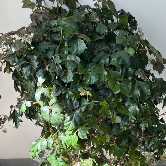 Grape Ivy (Cissus Rhombifolia) 10” Hanging Basket
