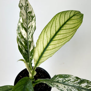 Spathiphyllum Variegated "Jessica" 5" pot