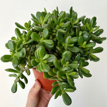 Load image into Gallery viewer, Crassula ovata “Horn Tree” in 6” pot
