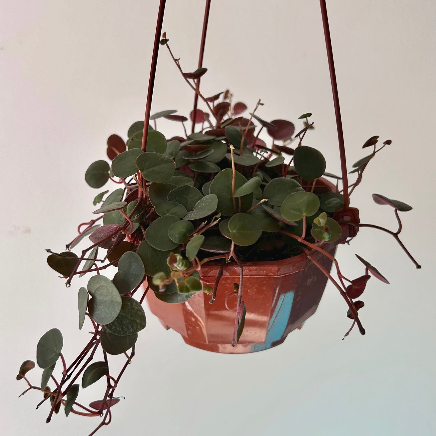 Peperomia “Ruby Cascade” 4.5”hanging basket