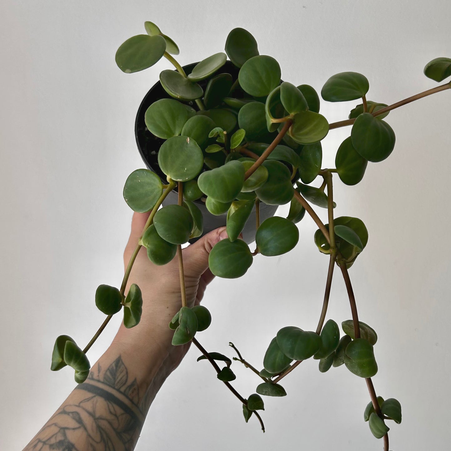 Peperomia tetraphylla ‘Hope’ 5” pot
