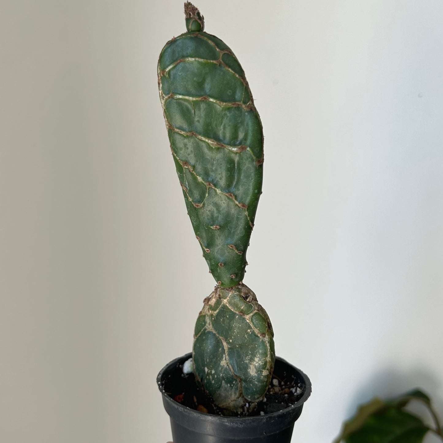 Opuntia reticulata "Cobra" 2.5”pot