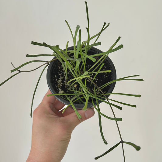 Hoya retusa 3.5”pot