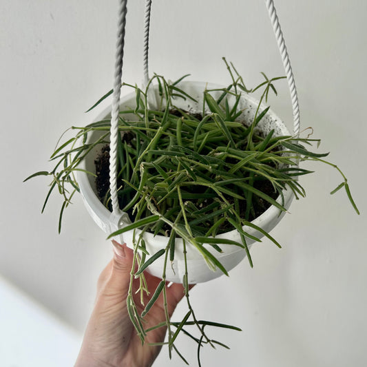 Hoya Lineris 6” hanging basket