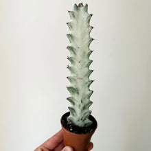 Load image into Gallery viewer, Euphorbia &#39;White Ghost&#39; 2.5”pot
