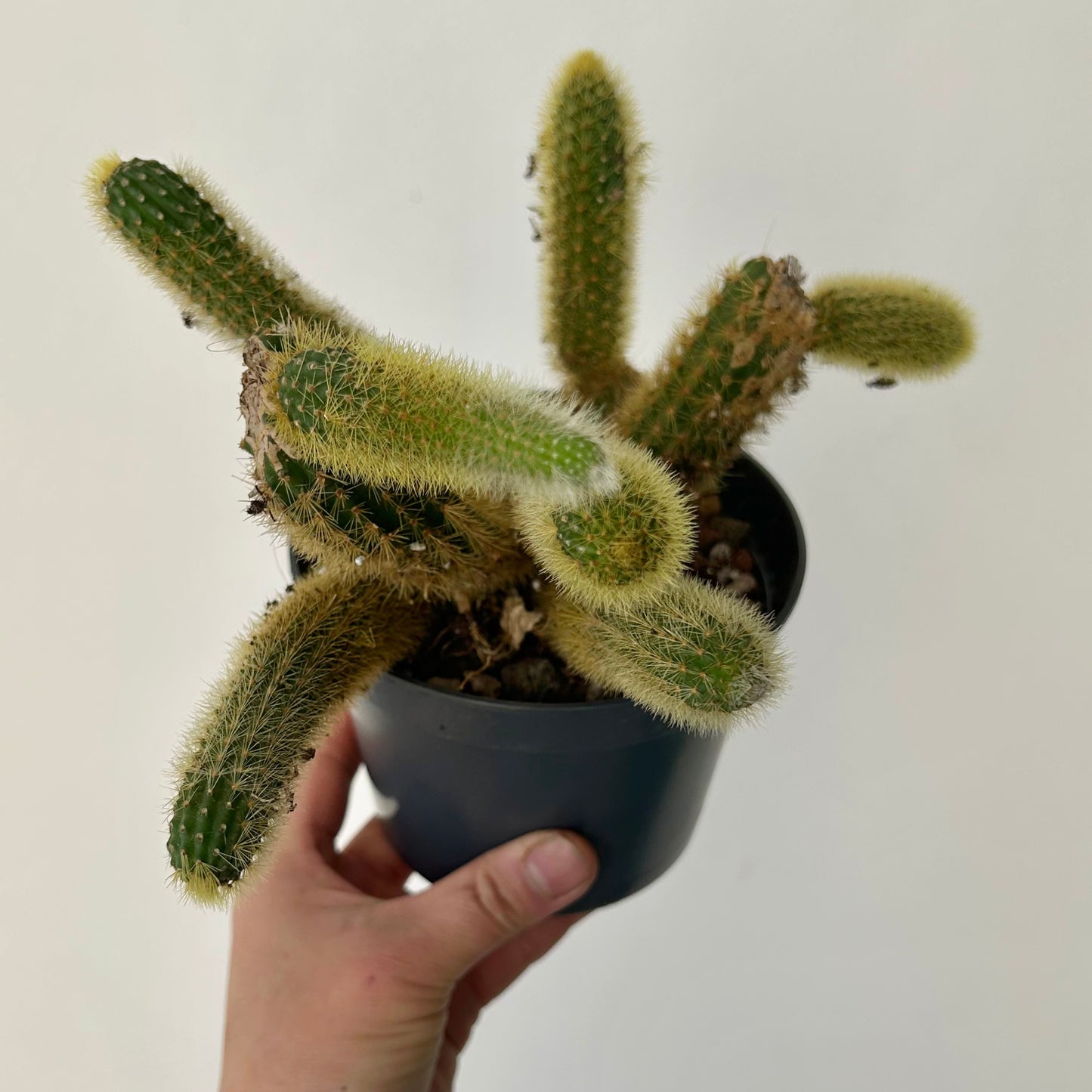 Golden Rat Tail (Cleistocactus winteri) 5” pot