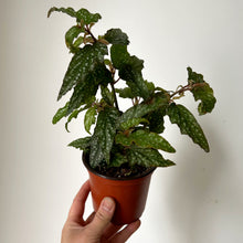 Load image into Gallery viewer, Begonia Medora 4&quot; pot

