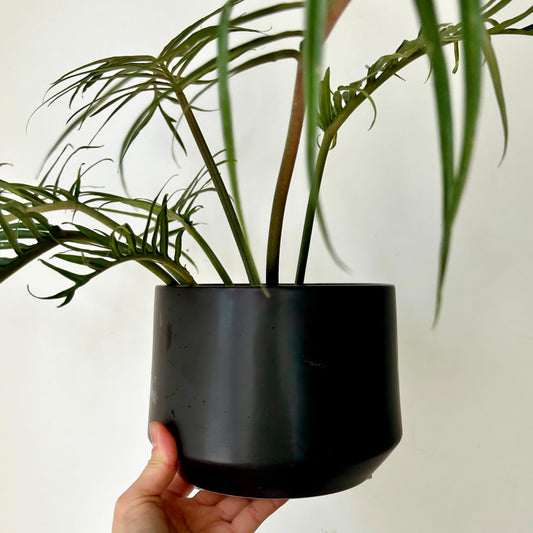 FREYA Matte Modern Decorative Pot BLACK (available in two sizes)