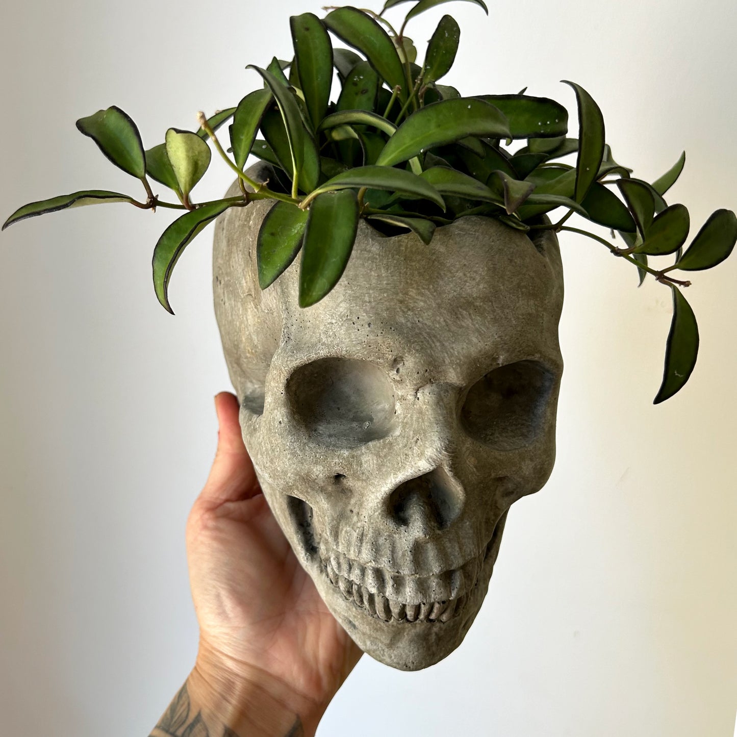 Concrete Skull Planter 4”X4.5”