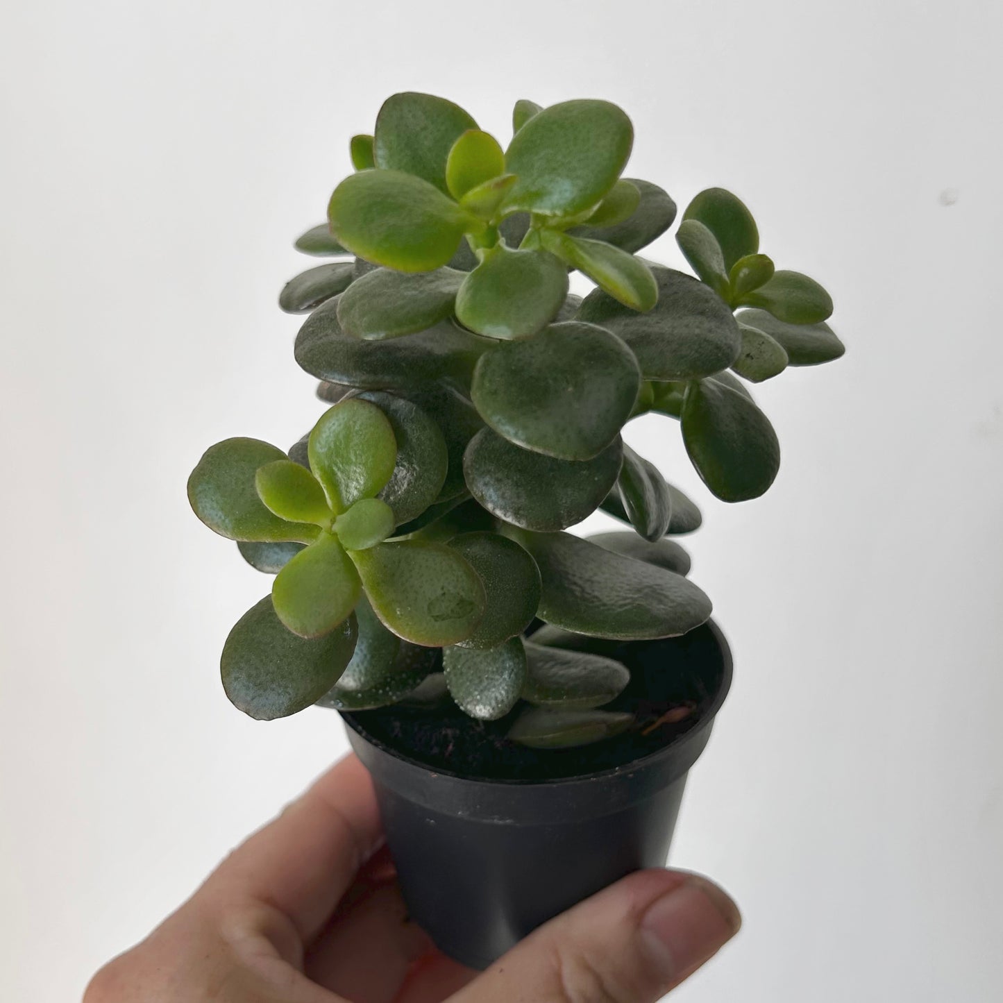 Jade Succulent (Crassula ovata Minima)2.5” pot