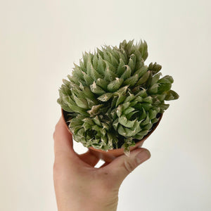 Haworthia Cooperi 3.5”pot