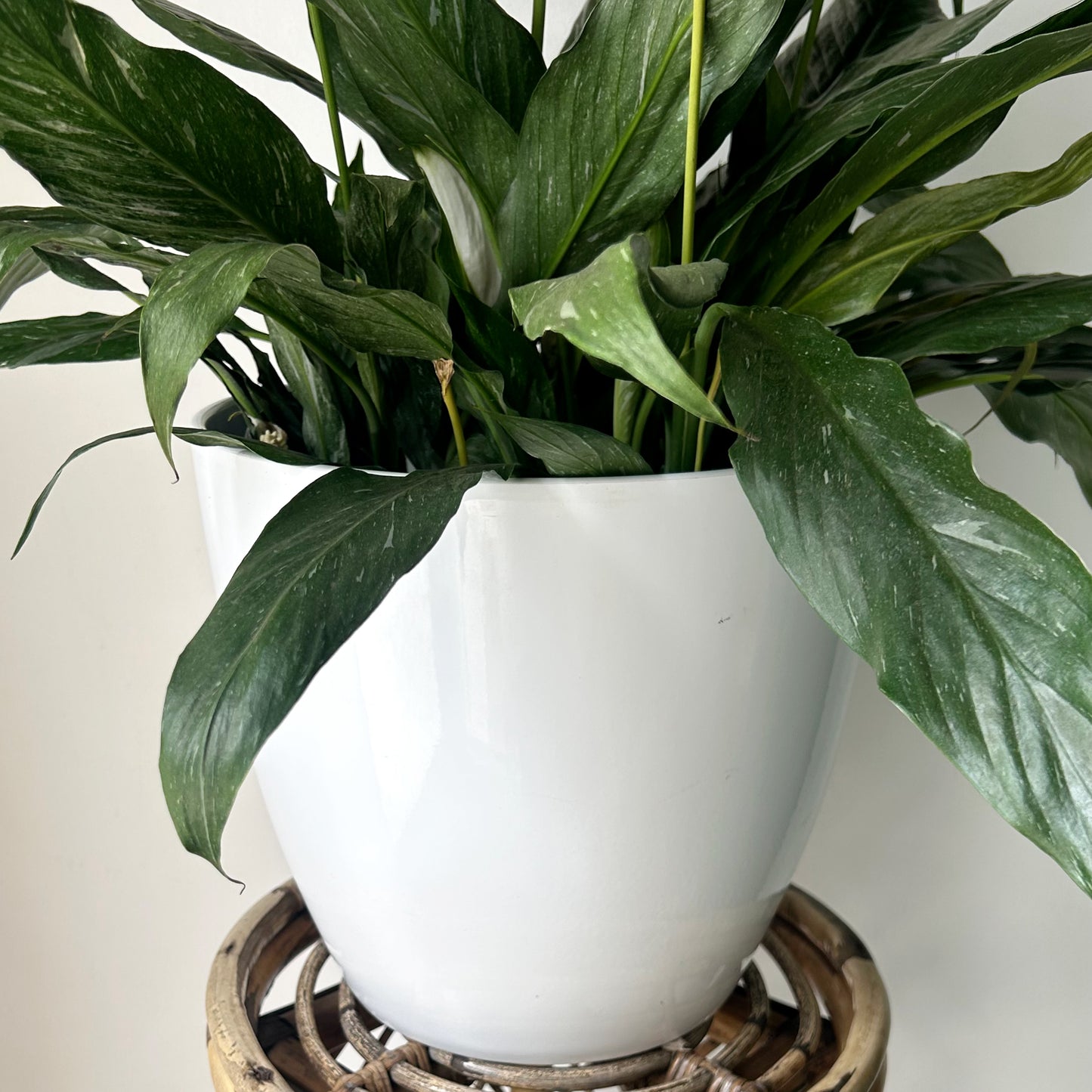 Large Ceramic Planter (10”x10”) GLOSSY WHITE