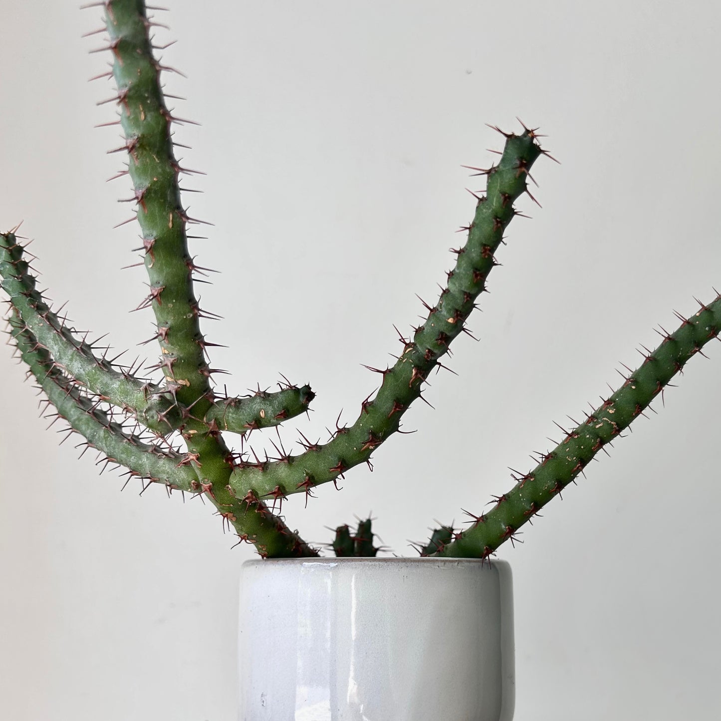 Euphorbia cuprispina 3.5” pot