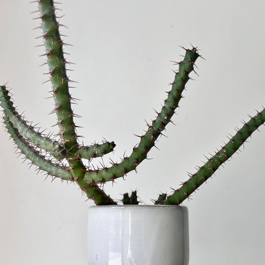Euphorbia cuprispina 3.5” pot