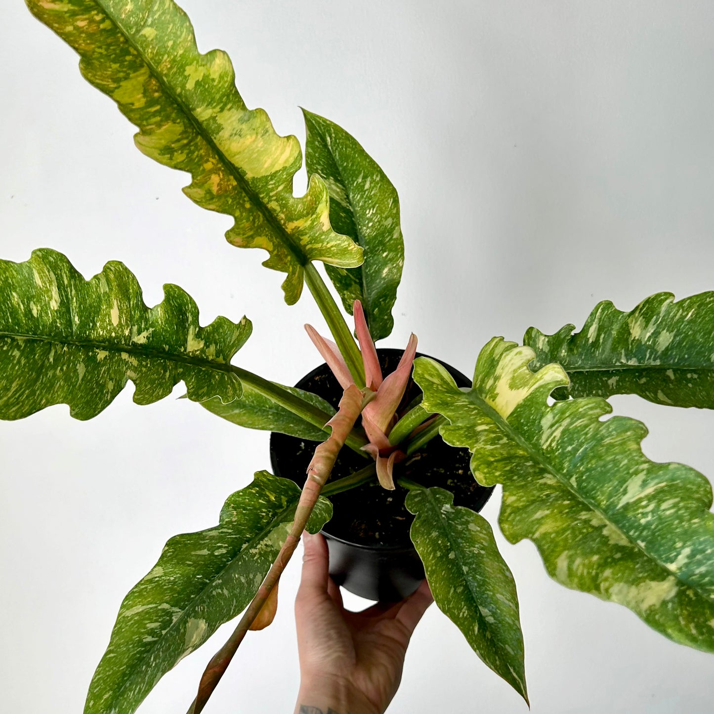 Philodendron "Ring of Fire" 4”pot